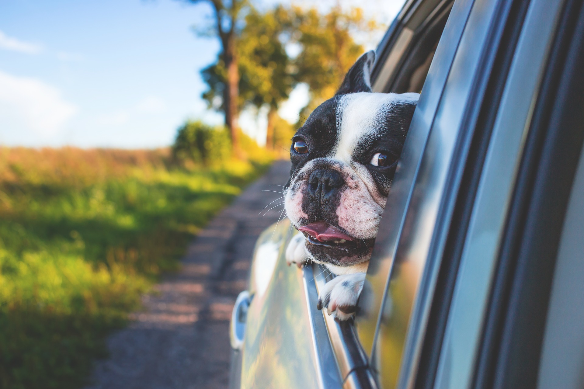 Bør man kjøre med kjæledyret sitt i bilen?